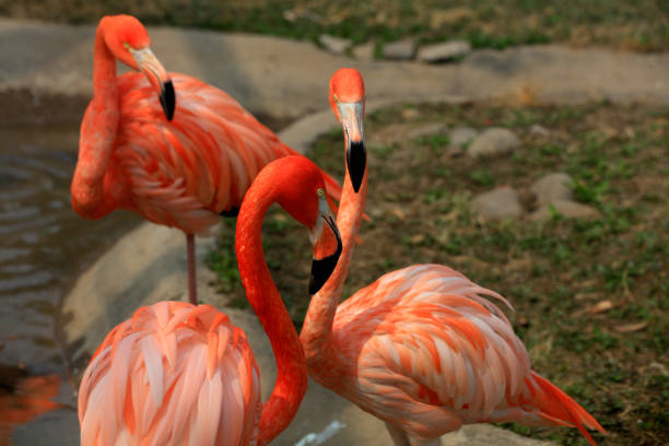Flamingos play in park cages, China