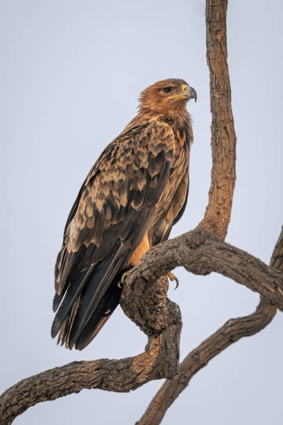 istock Tawny eagle with catchlight on twisted branch 1720539884