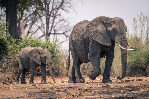 istock Two African bush elephants cross bare ground 1720540417