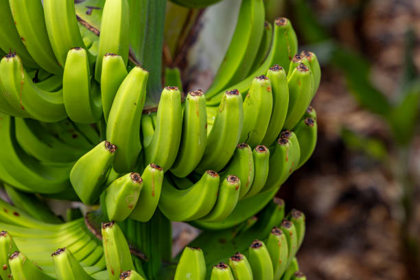 istock Dwarf Cavendish bananas from the Canary Islands 1720547436
