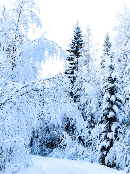istock In a winter wonderland, the blue hour is about to begin 1720547449