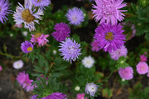 colorful autumn asters, autumn flowers, pink flower buds on an aster stem from above, aster buds of an annual Chinese aster or annual aster Callistephus chinensis, field purple pinnate