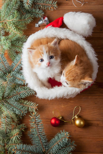 ginger kitten in santa hat against the background of a Christmas tree stock photo