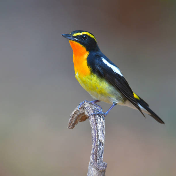 istock Narcissus Flycatcher Bird 1720552761