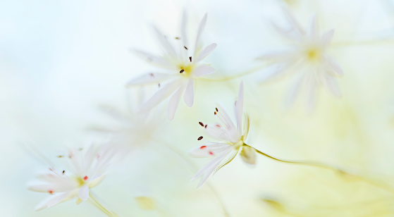 Stitchwort White summer flower closeup - Stellaria graminea from sweden nature