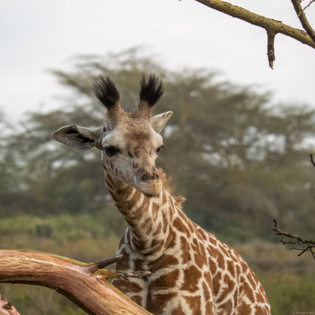исследуйте дикую красоту сафари в кении, где величественные африканские животные свободно бродят в своей естественной среде обитания. - rhinoceros savannah outdoors animals in the wild стоковые фото и изображения