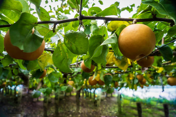 Pears growing in the farm