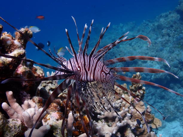 istock Red lionfish, ishigaki-island 1720572472