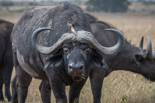 African buffalo in the Kruger National Park in South Africa looking at the photographer