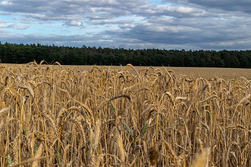 Beautiful golden wheat field under a blue sky.