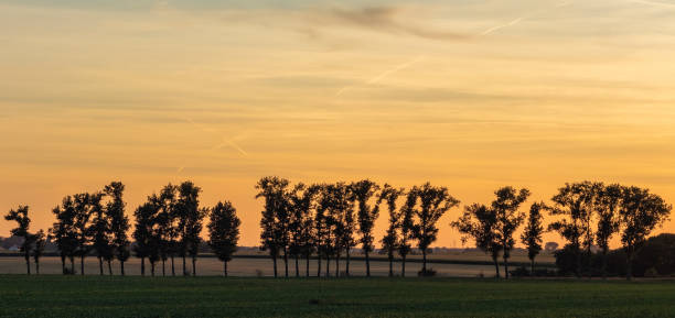 scena tranquilla di un prato verde all'alba - poland rural scene scenics pasture foto e immagini stock