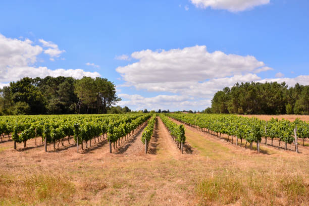 istock European natural countryside 1720576049