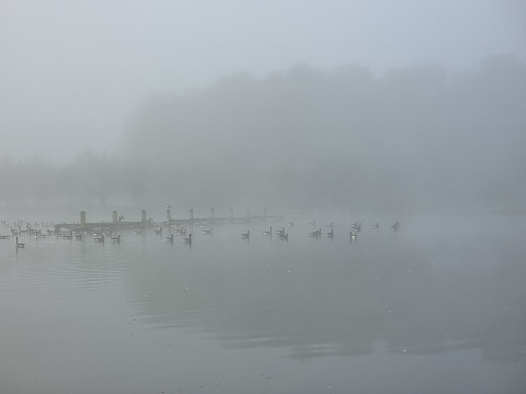 A jetty and water birds in the mist at the Geulpark in Valkenburg