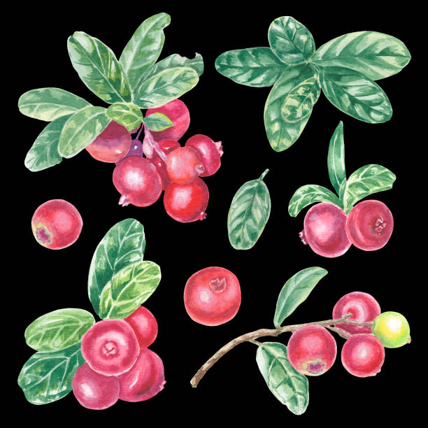 illustrations, cliparts, dessins animés et icônes de clipart peint à la main rouge lingonberry et feuilles vertes. aquarelle illustration botanique élément isolé sur fond noir. art pour la conception alimentaire, logo, motif, composition, papier peint. - autumn branch leaf backgrounds