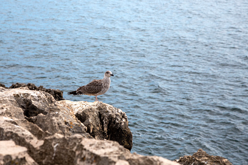 The seagull sits on rocks against the blue ocean. Portugal. Copy space.