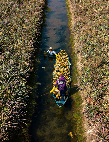 Aerial photo of pineapple harvest in the Mekong Delta, Tien Giang province