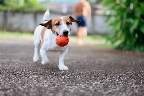 Portrait Of Cute dog playing with his red ball relax joyful in house