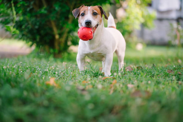 istock I love to play with my mom 1720615787
