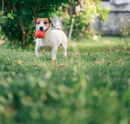 Active jack russell terrier pet dog biting ball running to his owner in outdoor grass graden