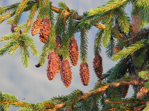 Spruce tree cones in the Ukrainian Carpathians