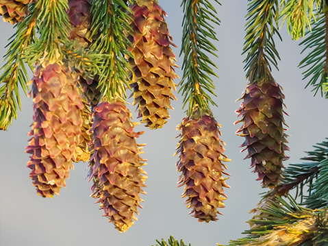 Spruce tree cones in the Ukrainian Carpathians