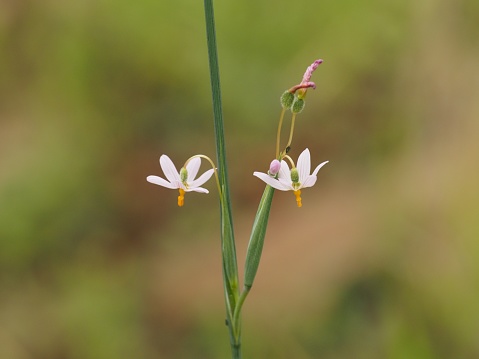 Two flowers of the Iris (Olsynium scirpoideum), a species with no common name. In Chile the members of this genus (Olsynium) are collectively known as 