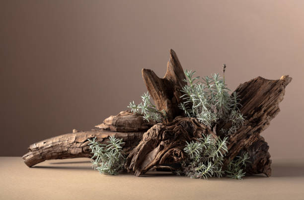 istock Nature scene with a composition of lavender and dry snags. 1720654283