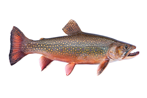 Beautiful fresh caught male brook trout in spawning colors isolated on white background