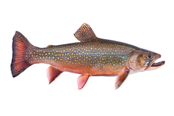 Beautiful fresh caught male brook trout in spawning colors isolated on a white background Beautiful fresh caught male brook trout in spawning colors isolated on white background brook trout stock pictures, royalty-free photos & images