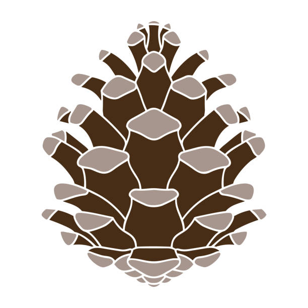 prosta ikona stożka sosny, materiał wektorowy dekoracji - pine nut pine seed white background stock illustrations