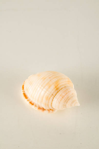 istock Close-up of shell seashell 1720682158