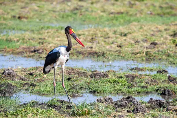 Female saddle-billed stork, Ephippiorhynchus senegalensis, the largest stork in East Africa, in the swamps of Amboseli National Park, Kenya