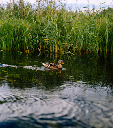 Wild duck swimming on the lake or river by the shore. Cute water bird