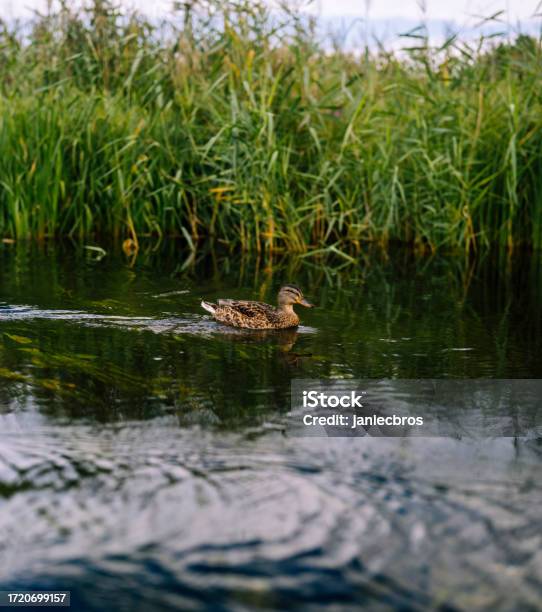 Small Swimming On Calm Water Surface Rippling The Water Stock Photo - Download Image Now