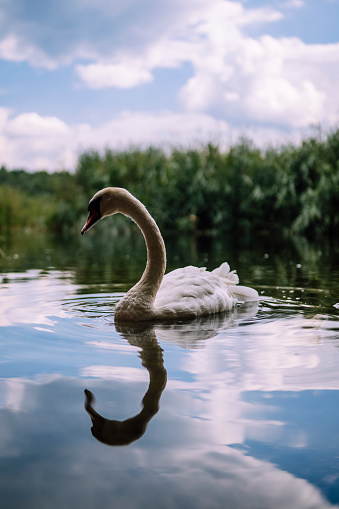 White swan swimming on the lake or river by the shore. Majestic water bird