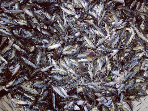 Famous small fish of Asia region