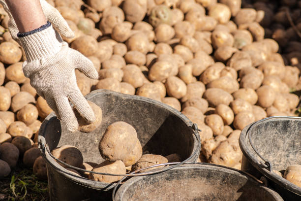 istock Harvesting and sorting or selecting potatoes for food, animals or for the next sowing 1720710003