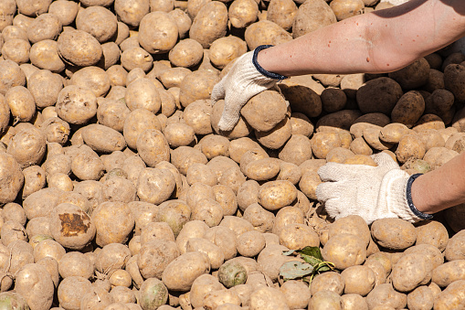 Harvesting and sorting or selecting potatoes for food, animals or for the next sowing