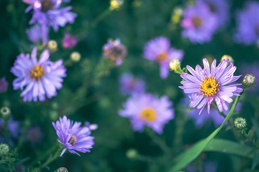 Beautiful field with Aster amellus, the European Michaelmas daisy, a perennial herbaceous plant and the type species of the genus Aster and the family Asteraceae, close up