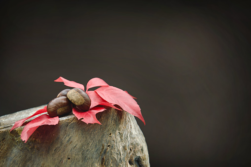 Autumn season still life, chestnuts and red ivy leaves on wood log with copy space