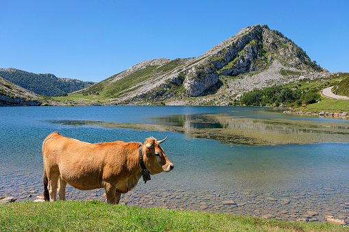 Lago Enol - Lagos de Covadonga - natural reservation: picos de europa in Spain (Asturias)