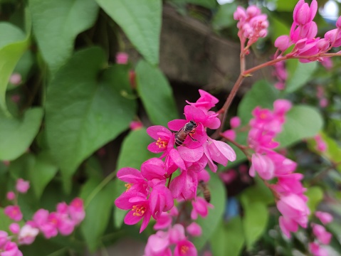 Bee and pink bunch,Antigonon leptopus Hook,Coral vine, Mexican creeper, Chain of love, Pink vine, Honolulu Creeper