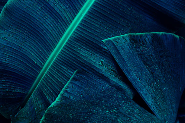 istock water drops on tropical banana leaf 1720721554