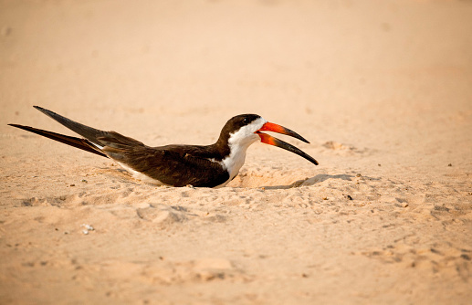 A black skimmer bird sits in the sand in  Brazil's Pantanal area