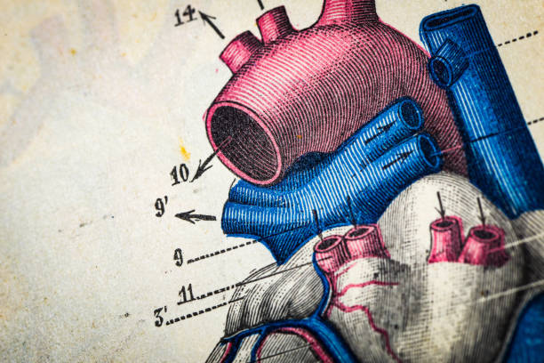 bildbanksillustrationer, clip art samt tecknat material och ikoner med antique medical scientific illustration high-resolution: heart - aorta