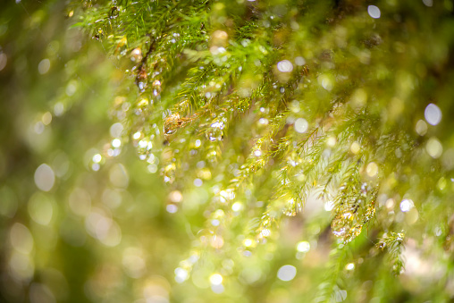 Bokeh Tropical rain forest of Asian. Macro photo branch with moss and Bokeh from trees