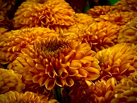 Close up of soft orange flower petals