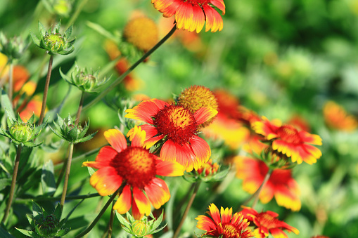 blooming Firewheel flowers,close-up of yellow with red flowers blooming in the garden