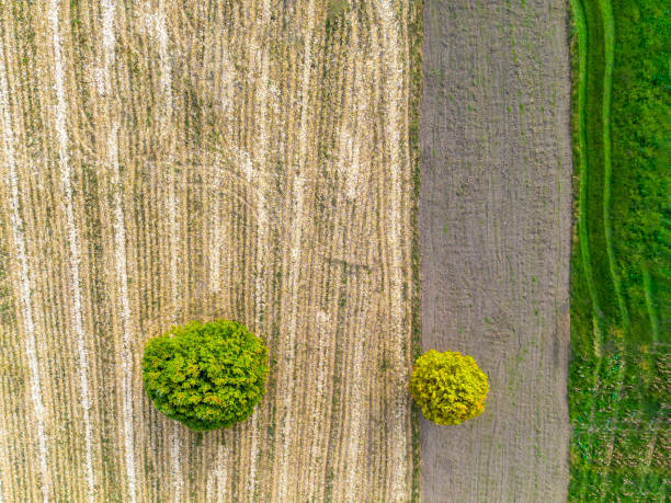 istock Two green trees in a field after harvest. 1720751390