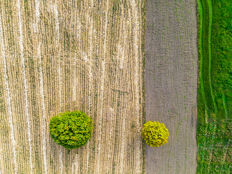 Two green trees in a field after harvest.